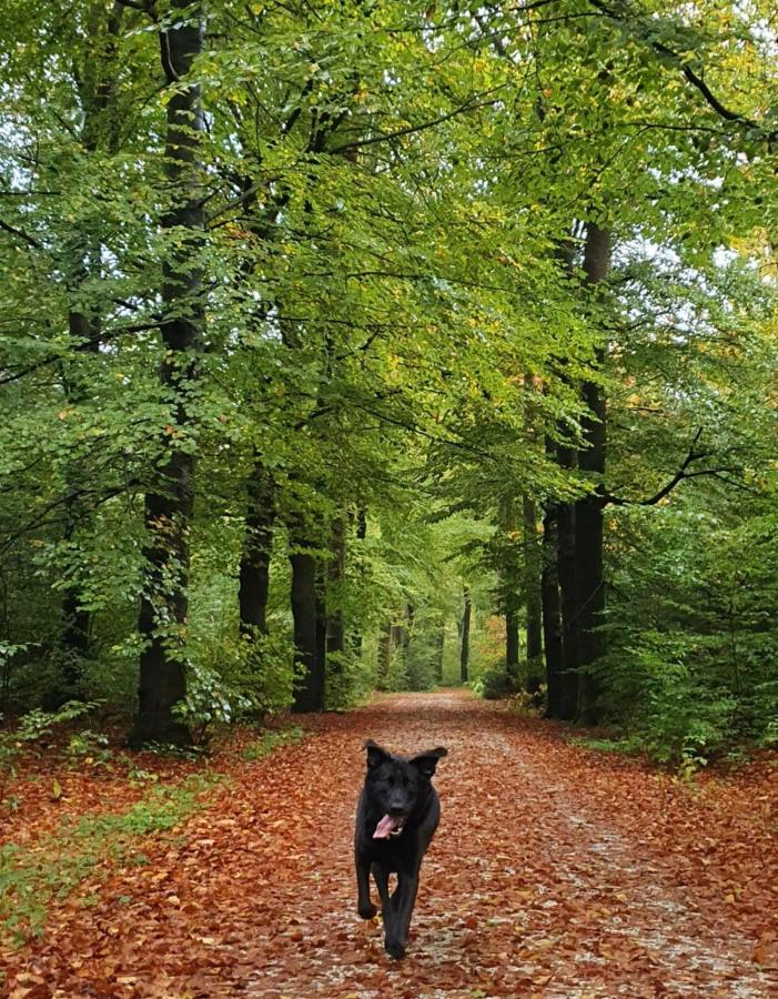 Luxe Zomerwoning Met Omheinde Tuin Voor Hond En Kinderen Dirkshorn Exterior photo