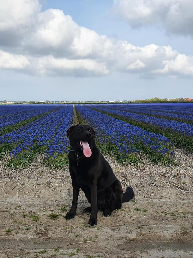 Luxe Zomerwoning Met Omheinde Tuin Voor Hond En Kinderen Dirkshorn Exterior photo